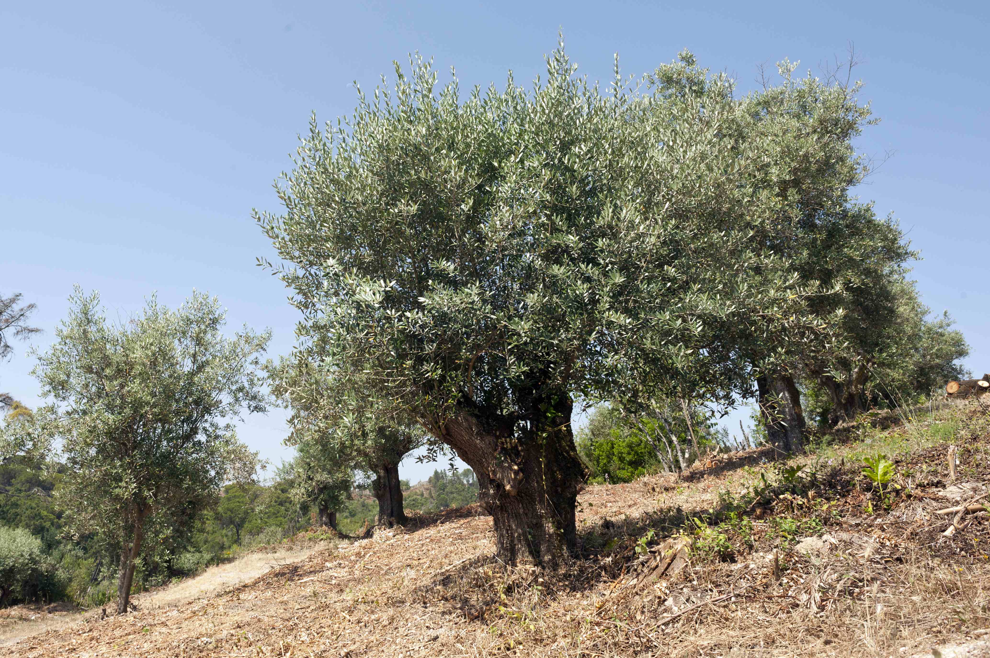  In the Forest of Seven Hills subsist old olive residue, culture marked indelibly the region's landscape to time the friars of Christ.