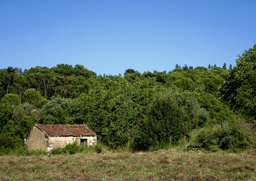 Thickets of mountain ridges