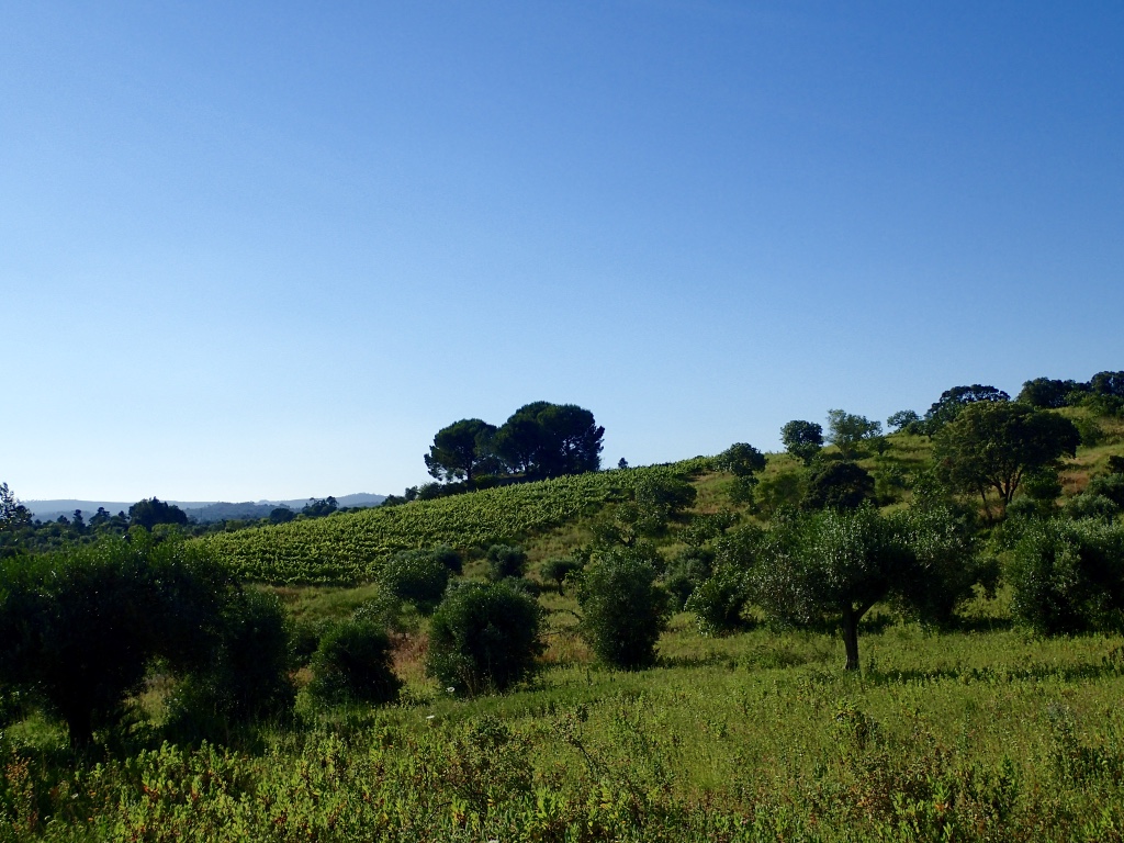 Olive grove of hillside vineyard